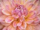 Oregon-Canby-Swan Island Dahlia farm with close-ups of flowering Dahlia Art Print